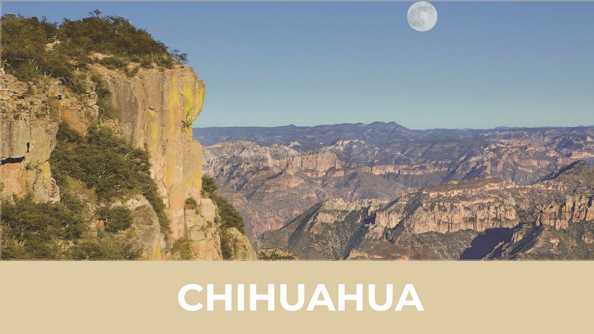 chihuahua